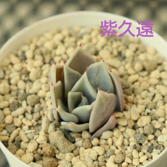 【優木園さん苗 】くま蜂、芥子ほか葉挿し子７苗セット（多肉植物）