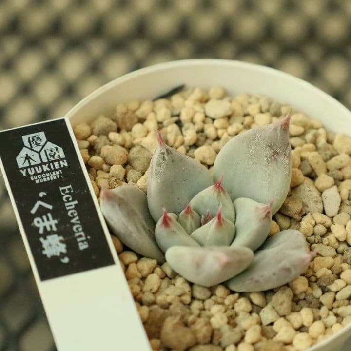 【優木園さん苗 】くま蜂、芥子ほか葉挿し子７苗セット（多肉植物）