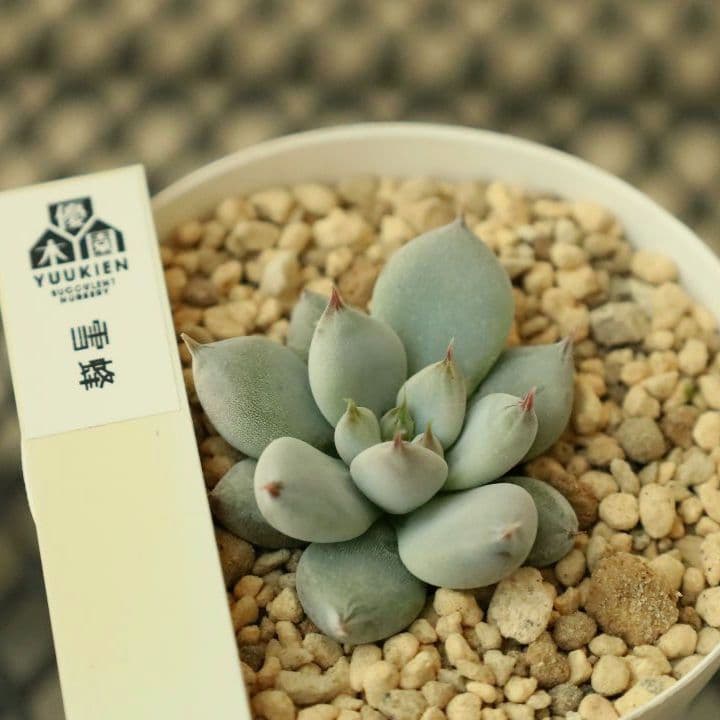 【優木園さん苗 】くま蜂、芥子ほか葉挿し子７苗セット（多肉植物）