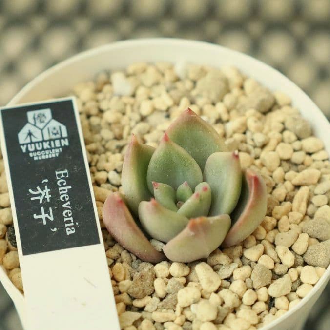 【優木園さん苗 】くま蜂、芥子ほか葉挿し子７苗セット（多肉植物）