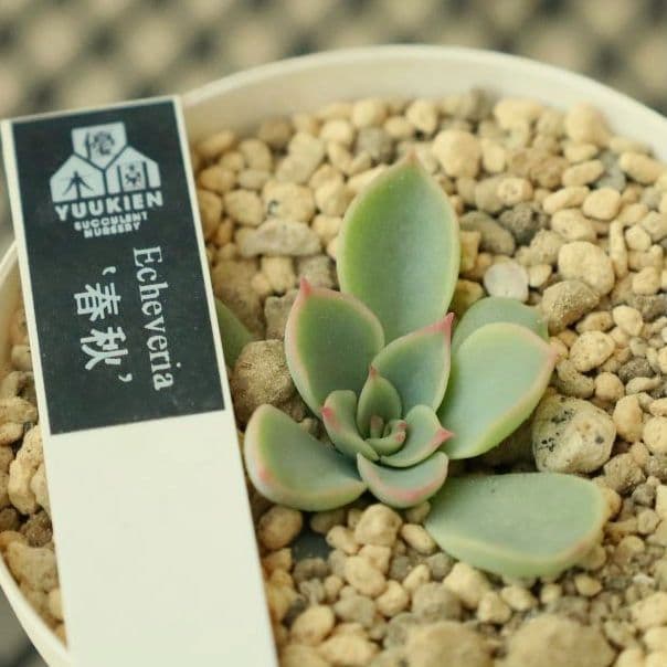 【優木園さん苗 】くま蜂、芥子ほか葉挿し子７苗セット（多肉植物）
