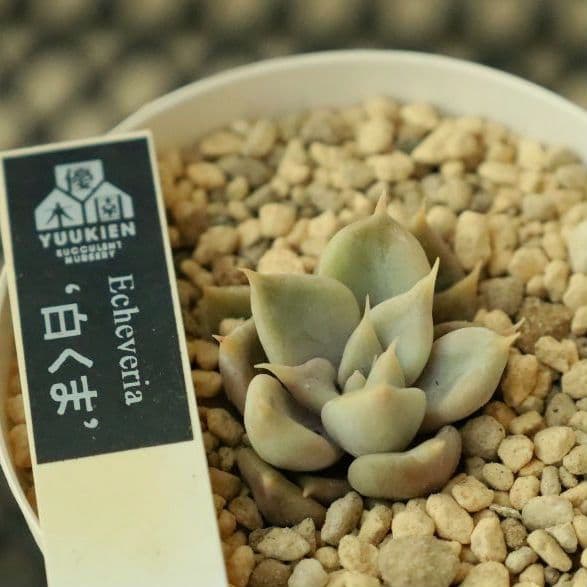 【優木園さん苗 】くま蜂、芥子ほか葉挿し子７苗セット（多肉植物）