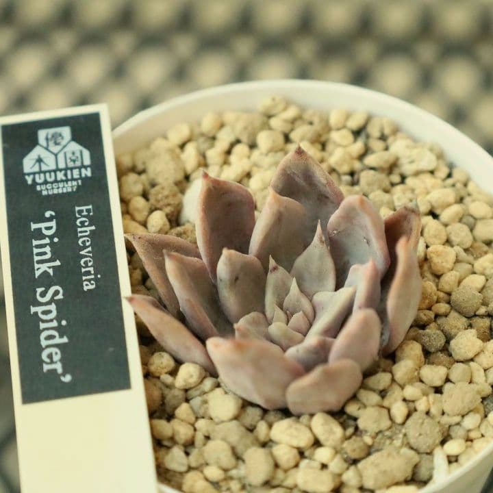 【優木園さん苗 】くま蜂、芥子ほか葉挿し子７苗セット（多肉植物）