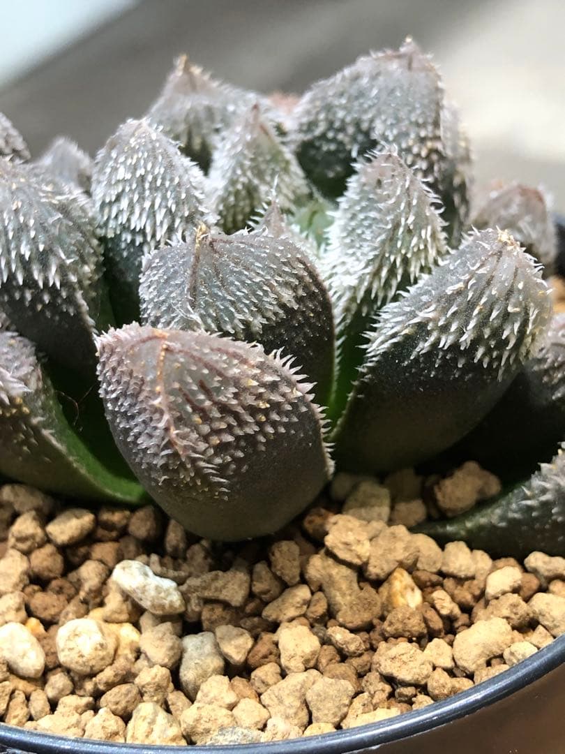 ハオルチア・タランチュラ