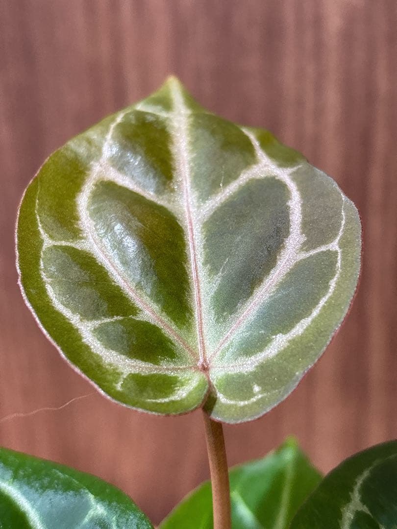 Anthurium King of spades（HU）× Michelle