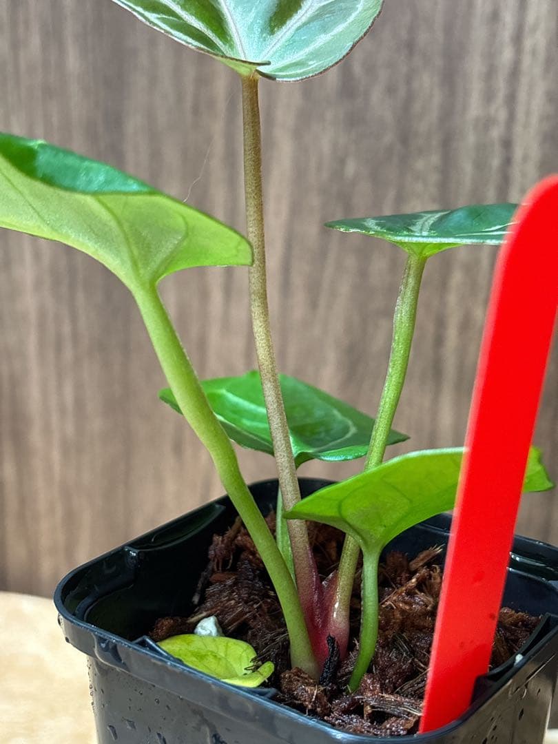 Anthurium King of spades（HU）× Michelle