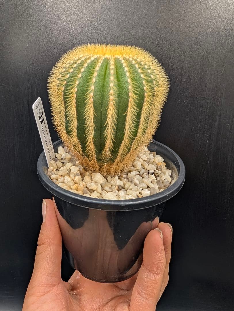 エリオカクトイデス 国内実生 鉢植えメルカリ便送料込み