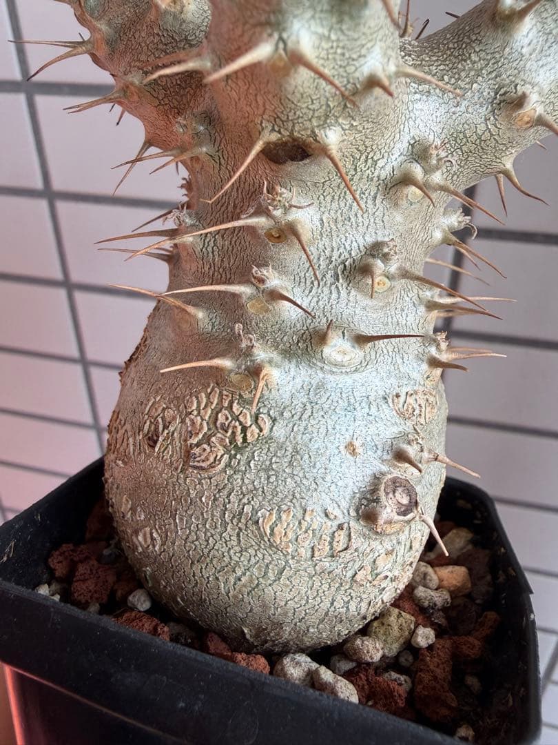 T*o様 【鉢付き】 パキポディウム グラキリス 実生 幹幅5cm 良形4分岐