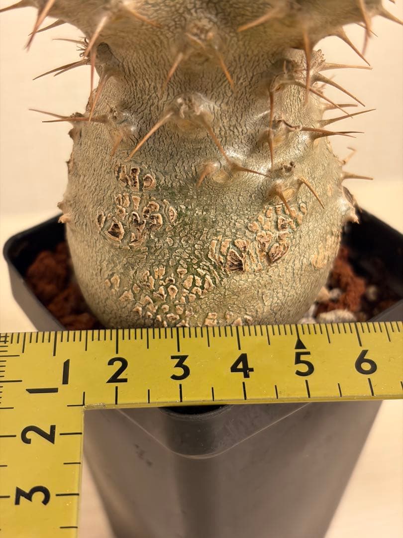 T*o様 【鉢付き】 パキポディウム グラキリス 実生 幹幅5cm 良形4分岐