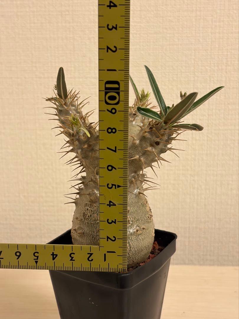 T*o様 【鉢付き】 パキポディウム グラキリス 実生 幹幅5cm 良形4分岐