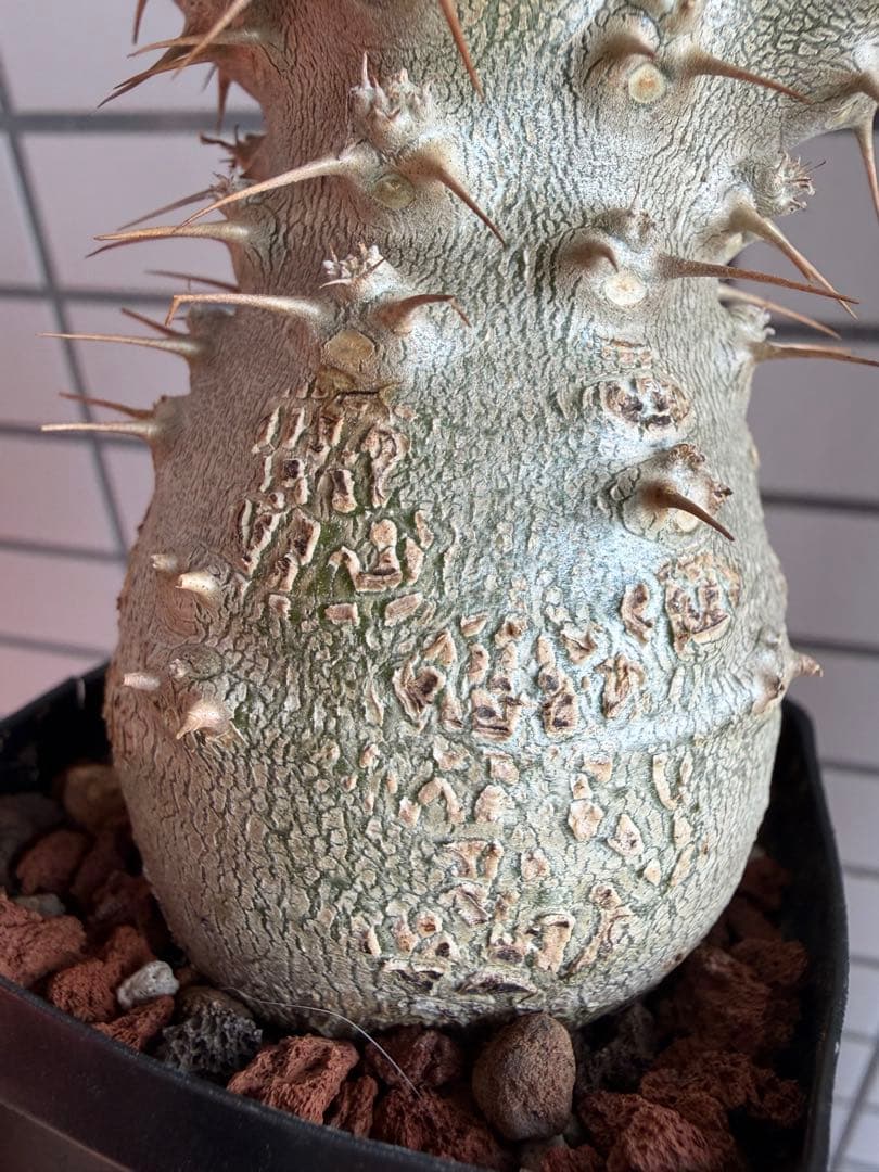 T*o様 【鉢付き】 パキポディウム グラキリス 実生 幹幅5cm 良形4分岐