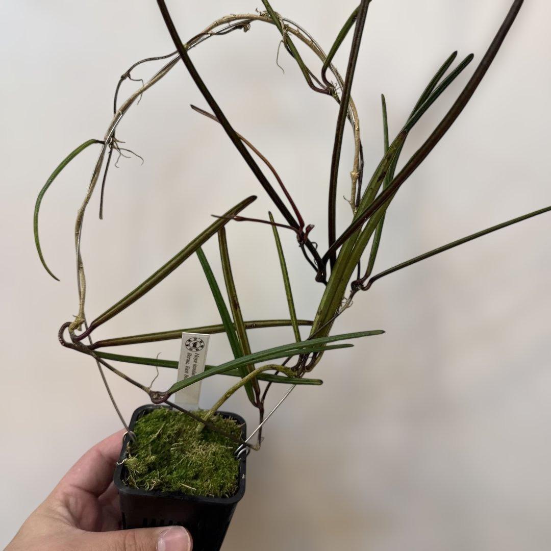 その他観葉植物 Hoya insularis Berau, East Borneo