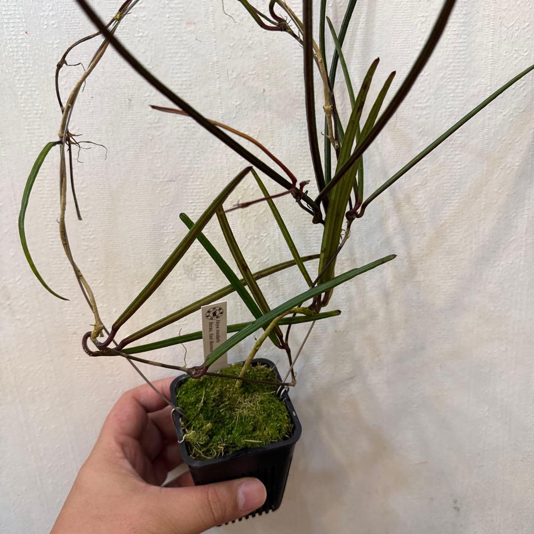 その他観葉植物 Hoya insularis Berau, East Borneo