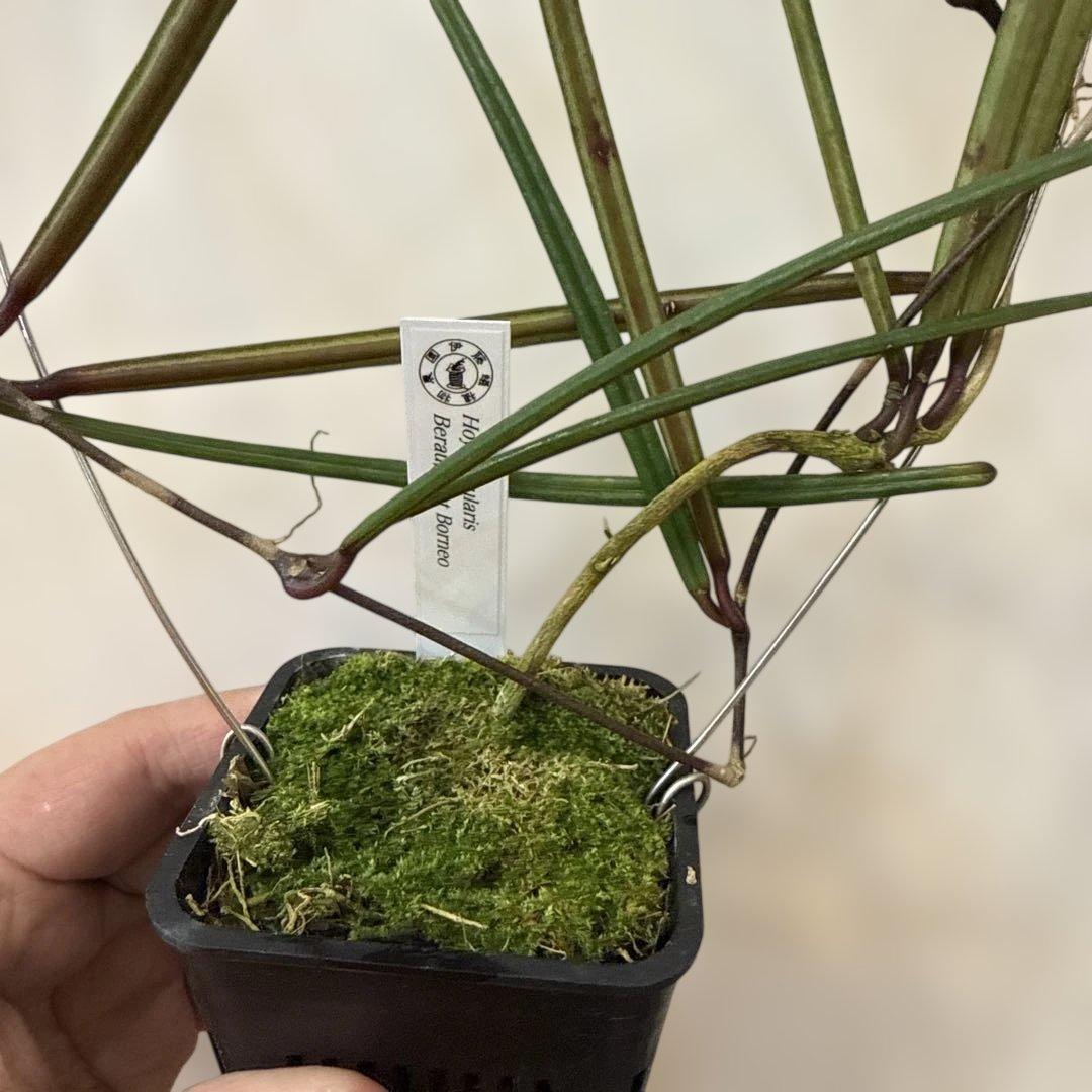 その他観葉植物 Hoya insularis Berau, East Borneo