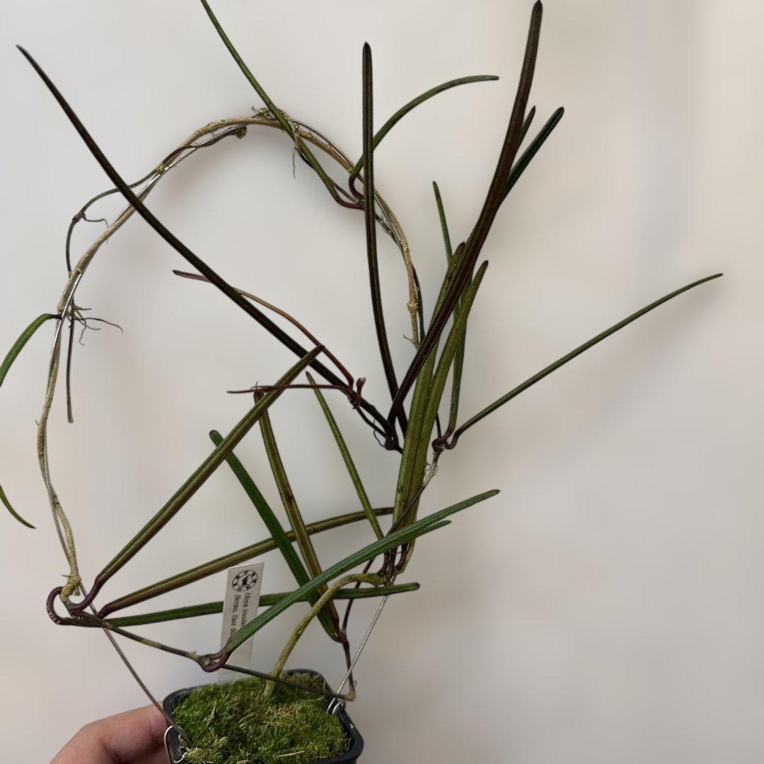 その他観葉植物 Hoya insularis Berau, East Borneo