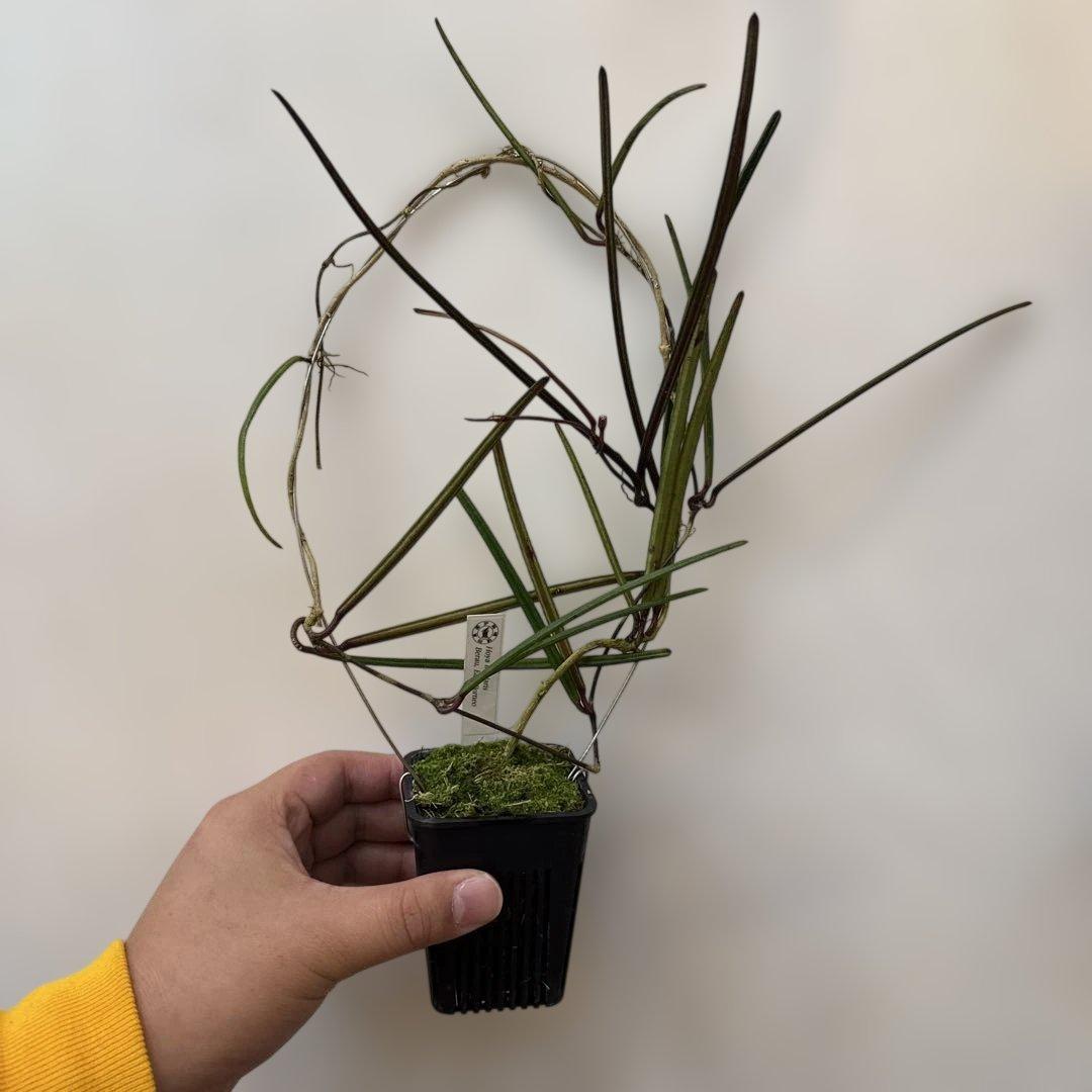その他観葉植物 Hoya insularis Berau, East Borneo