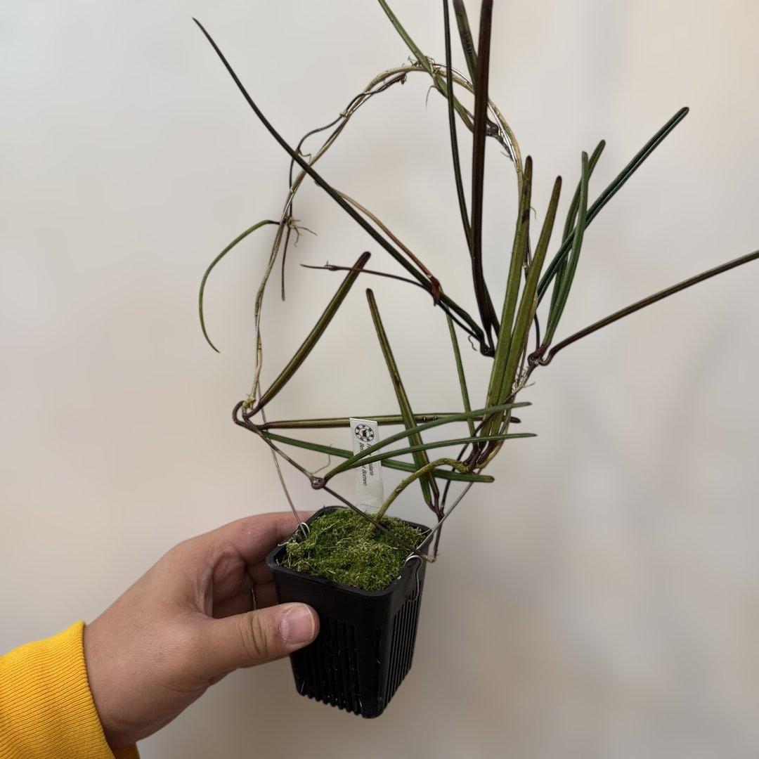その他観葉植物 Hoya insularis Berau, East Borneo