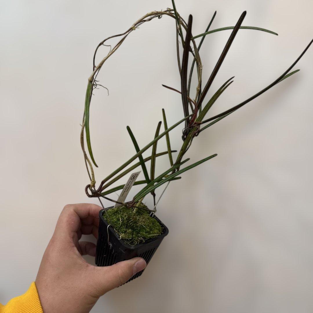 その他観葉植物 Hoya insularis Berau, East Borneo