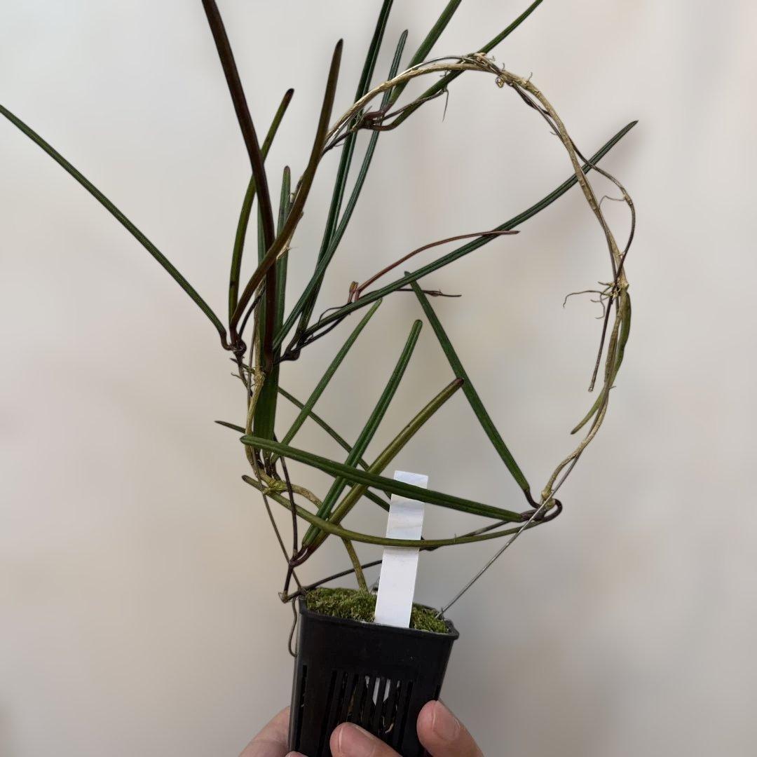 その他観葉植物 Hoya insularis Berau, East Borneo