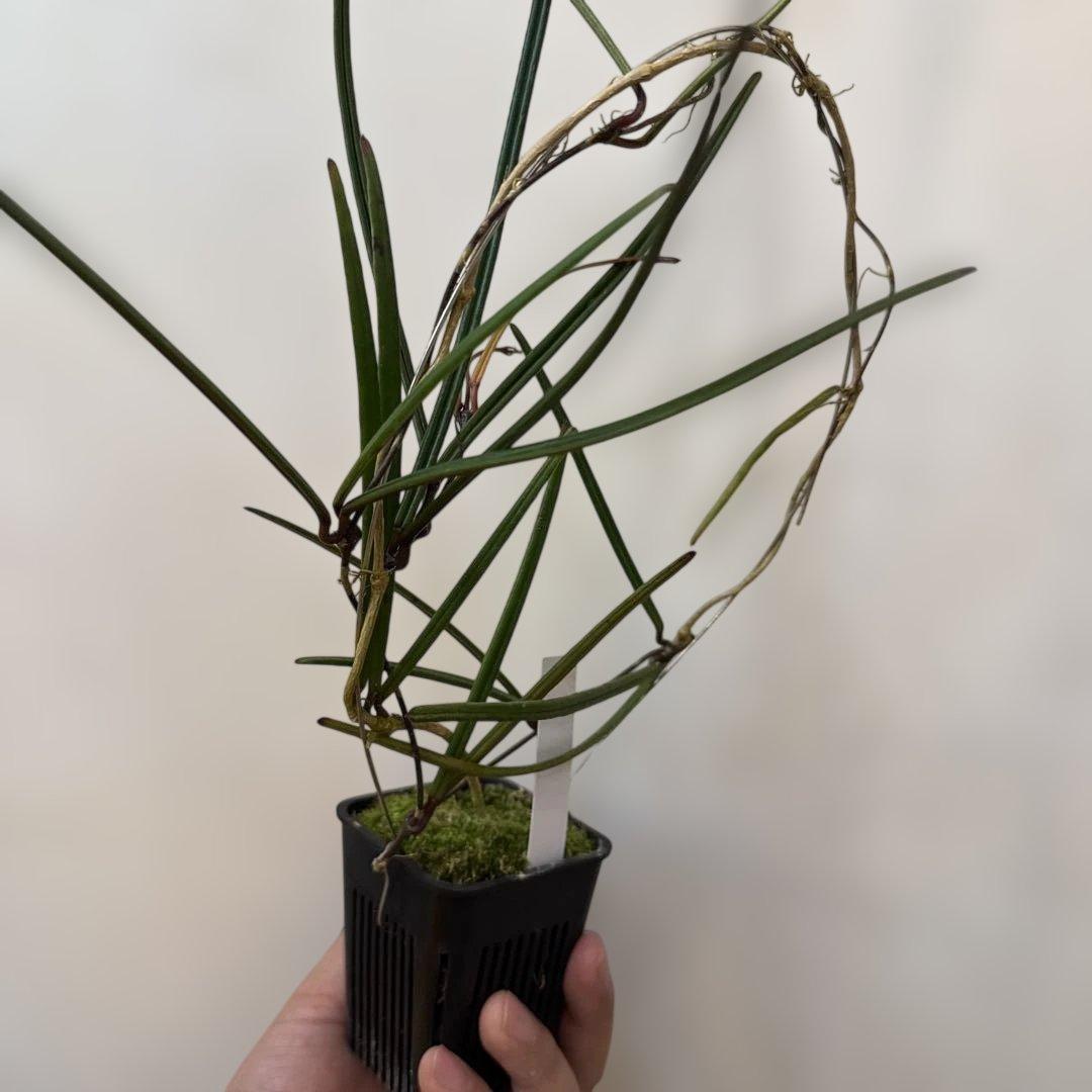 その他観葉植物 Hoya insularis Berau, East Borneo