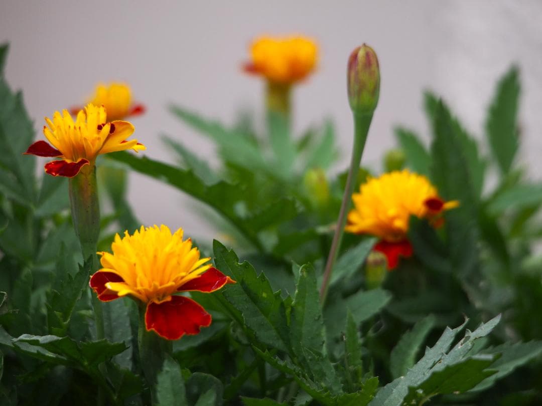 OLYMPUS M.ZUIKO 75-300mm f4.8-6.7Ⅱ