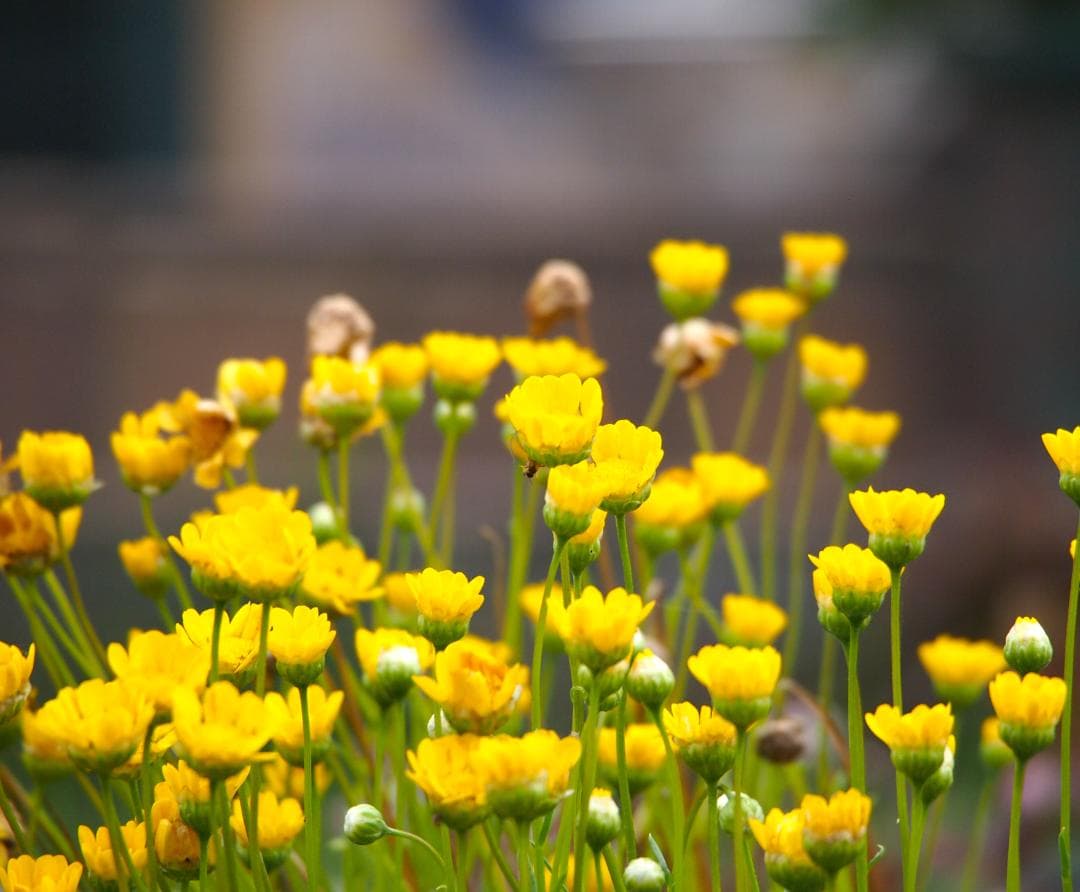 OLYMPUS M.ZUIKO 75-300mm f4.8-6.7Ⅱ