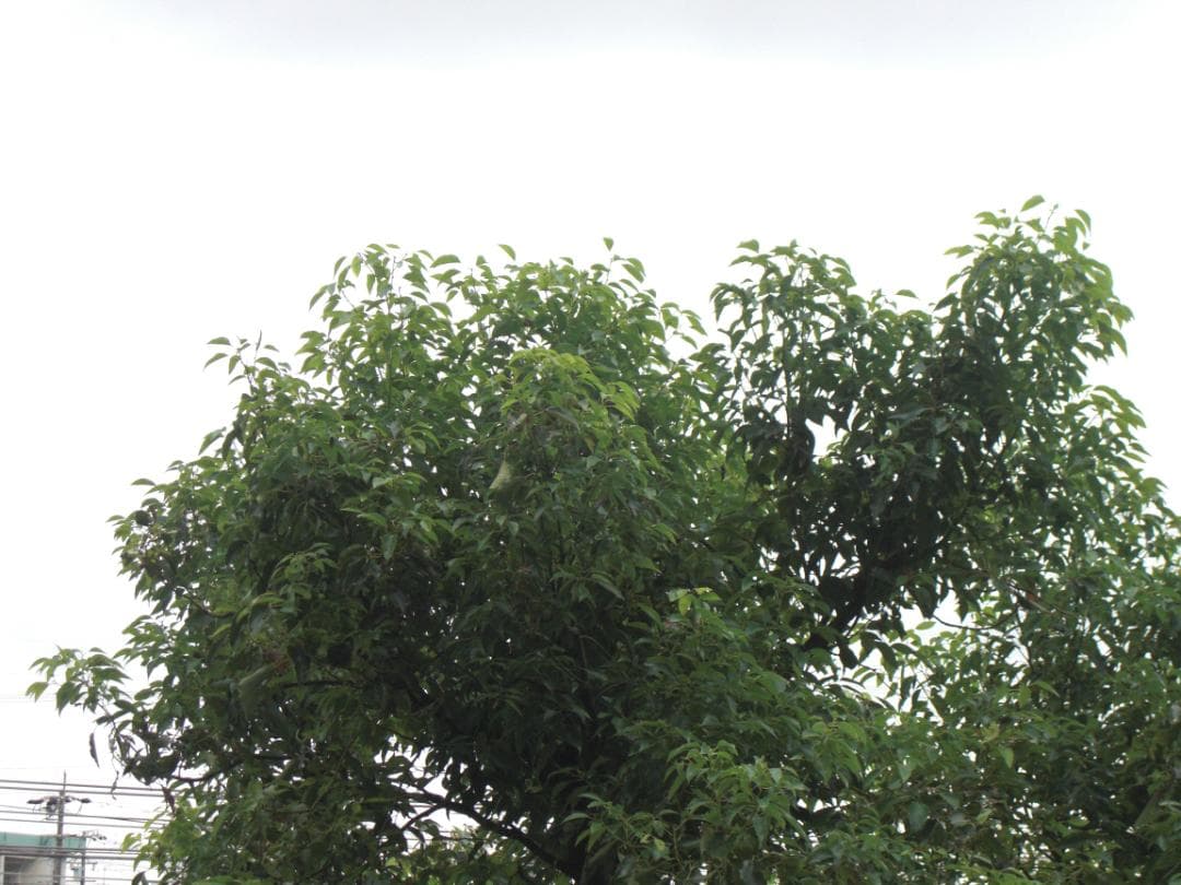 CASIO EXILIM EX-Z100 シルバー