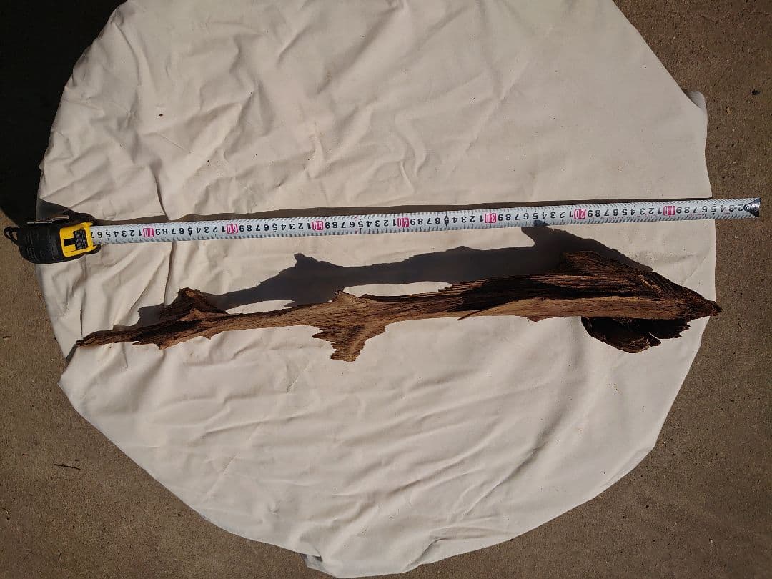 魚の骨っぽい枯木