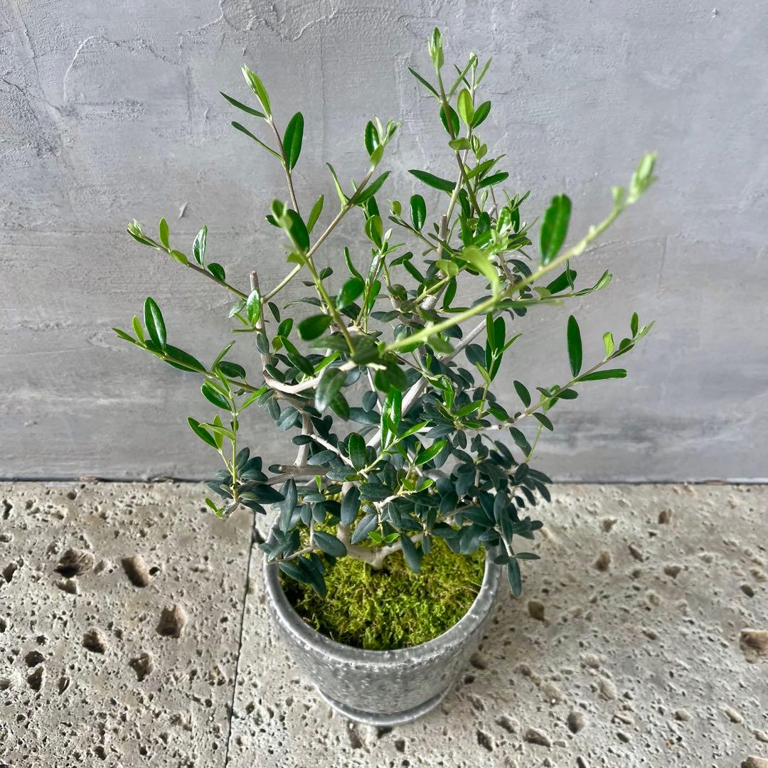 ここ　オリーブの木　実生　天然苔盆栽仕立て　陶器鉢　植え込み発送