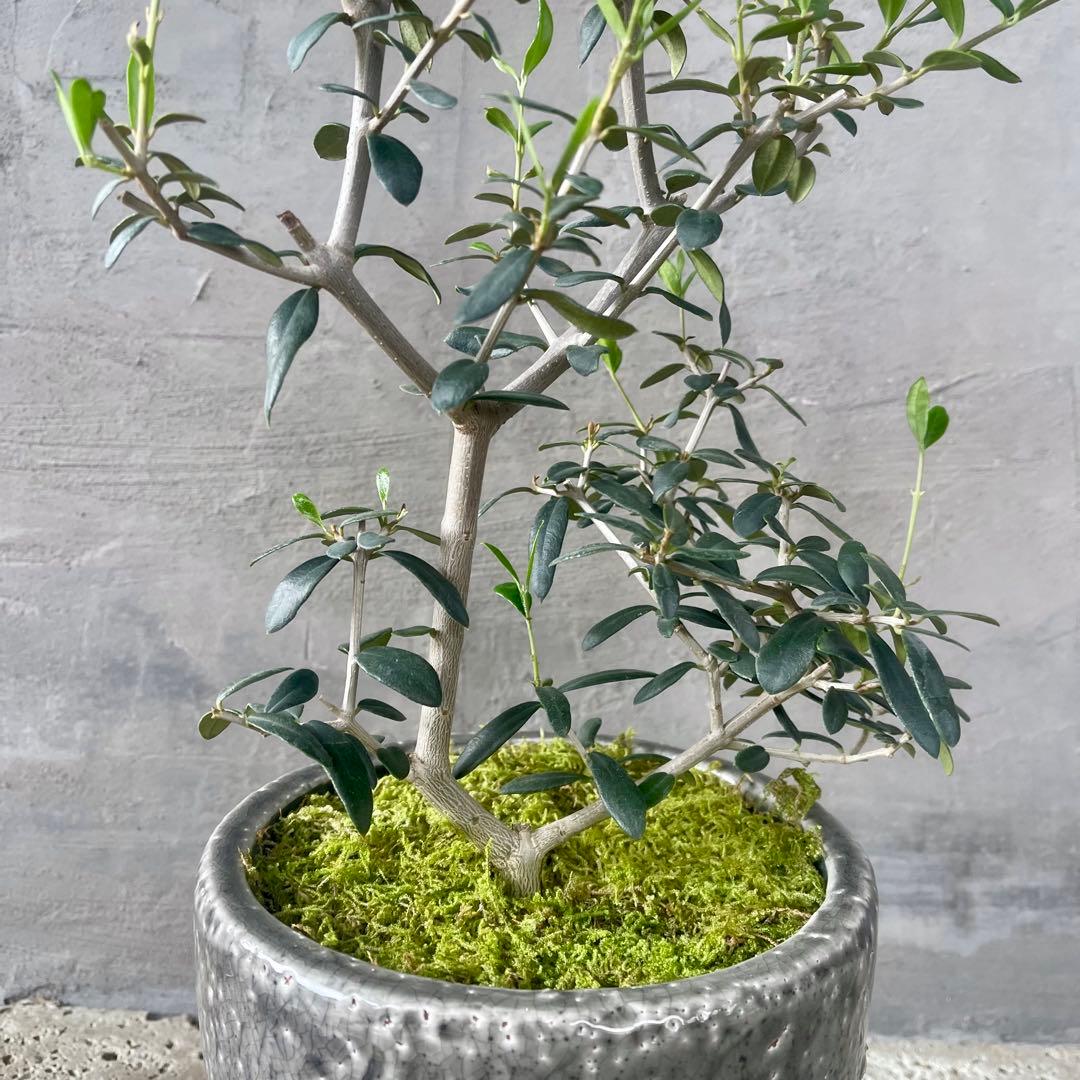 ここ　オリーブの木　実生　天然苔盆栽仕立て　陶器鉢　植え込み発送