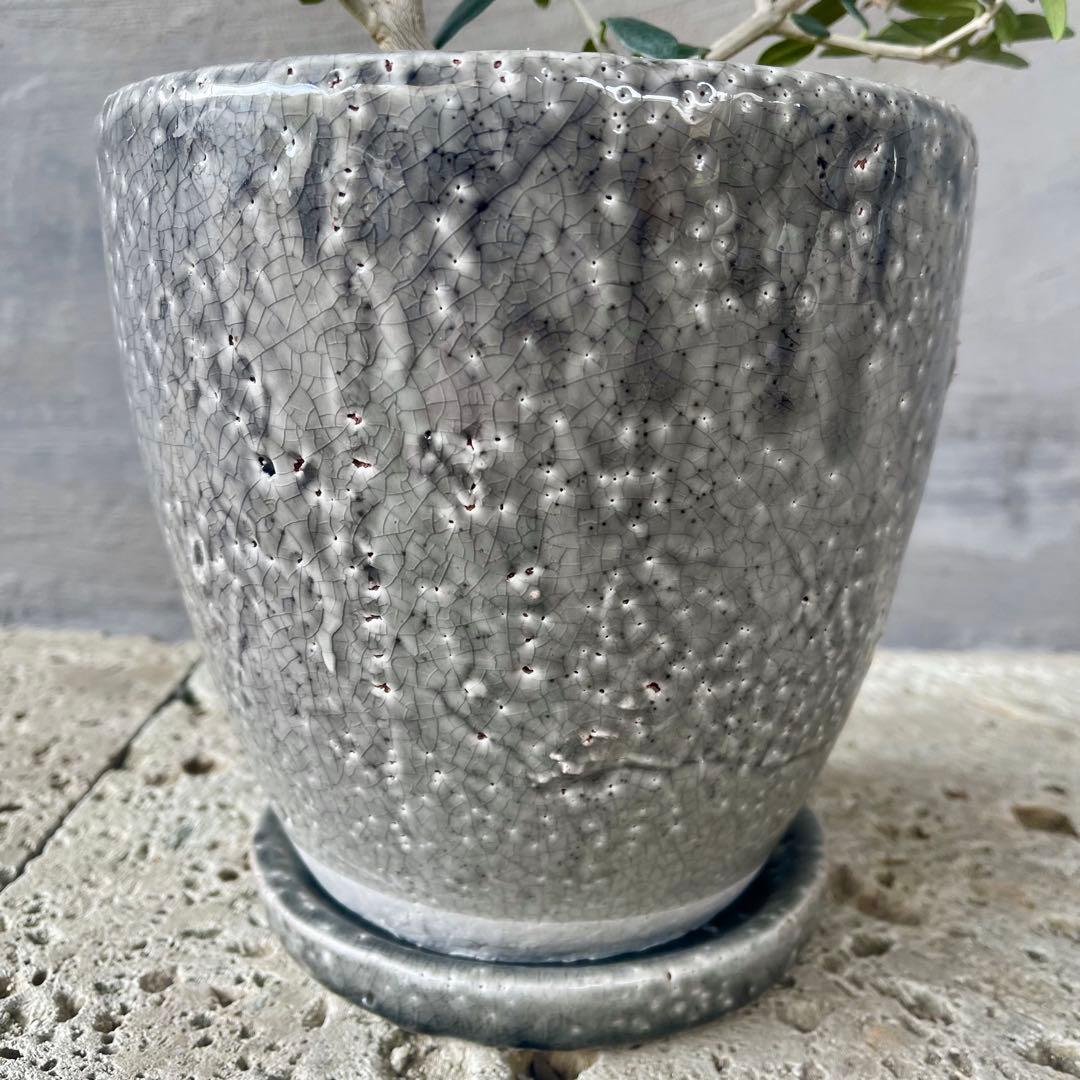 ここ　オリーブの木　実生　天然苔盆栽仕立て　陶器鉢　植え込み発送