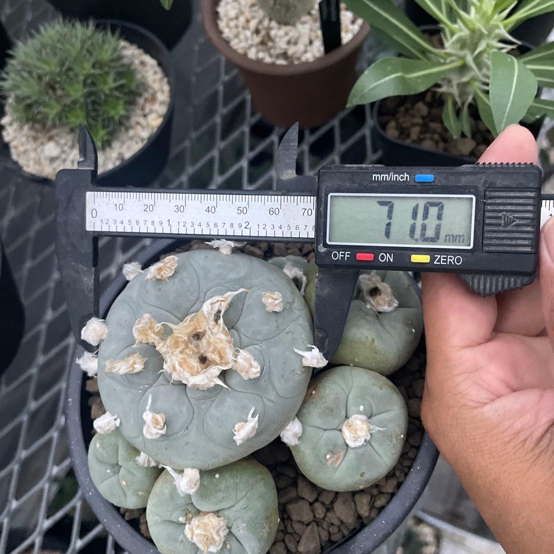 サボテン ロフォフォラ ディフューサ 翠冠玉 実生 5ブラックポットロング