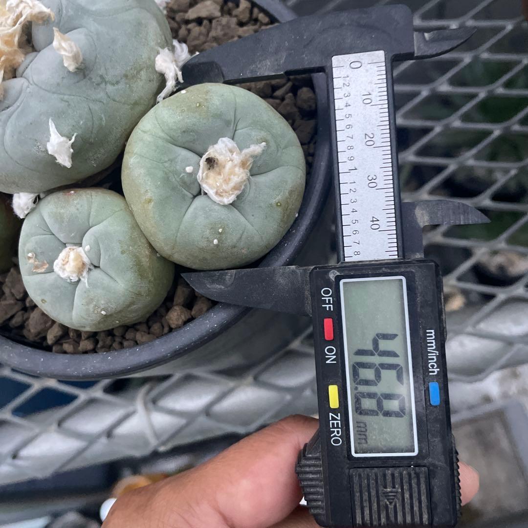 サボテン ロフォフォラ ディフューサ 翠冠玉 実生 5ブラックポットロング