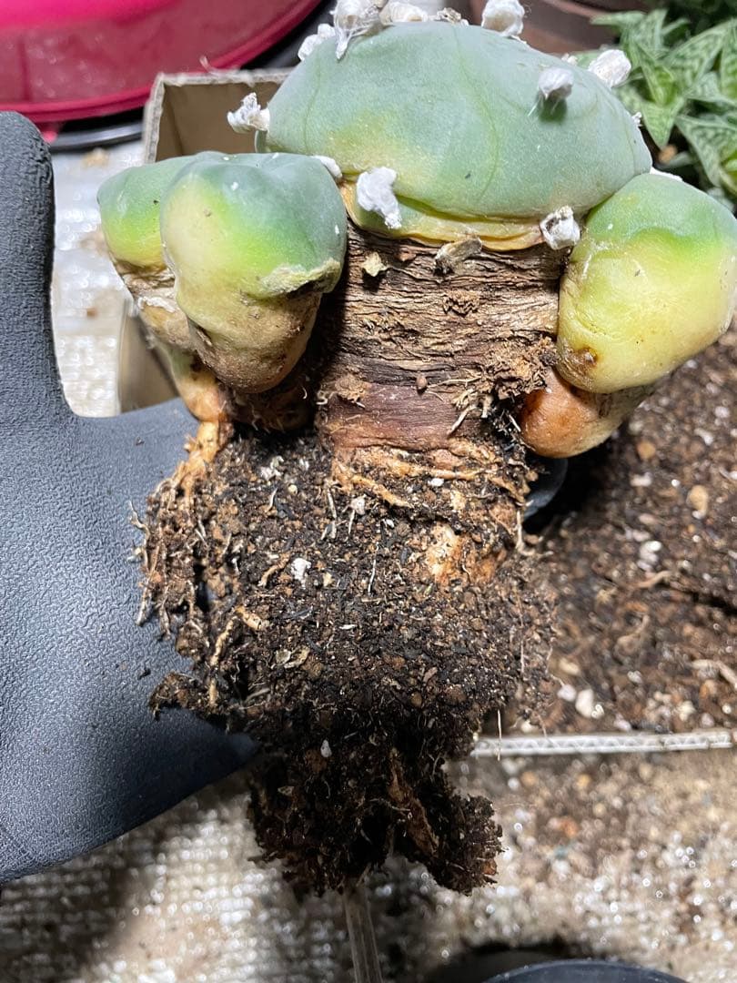 サボテン ロフォフォラ ディフューサ 翠冠玉 実生 5ブラックポットロング