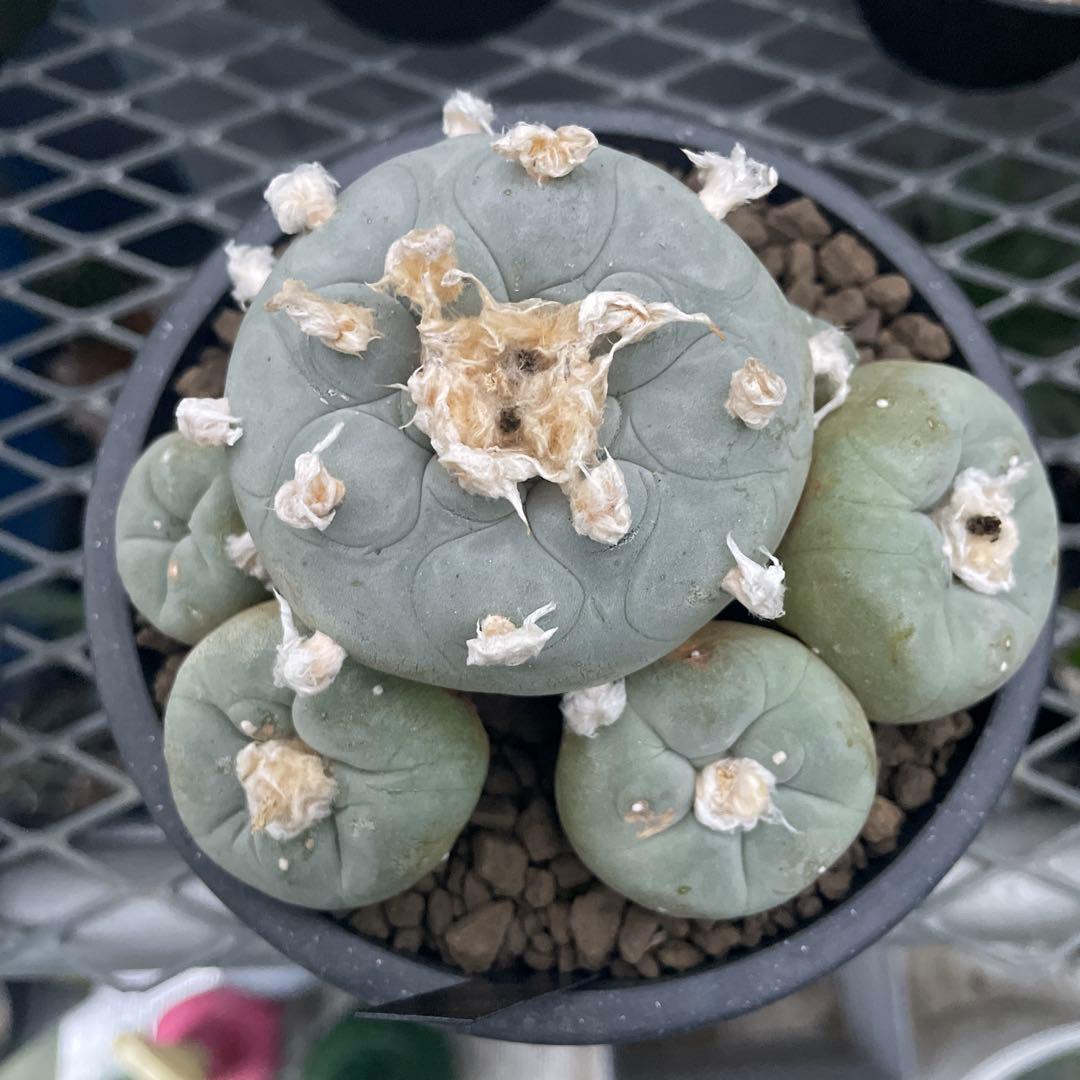 サボテン ロフォフォラ ディフューサ 翠冠玉 実生 5ブラックポットロング