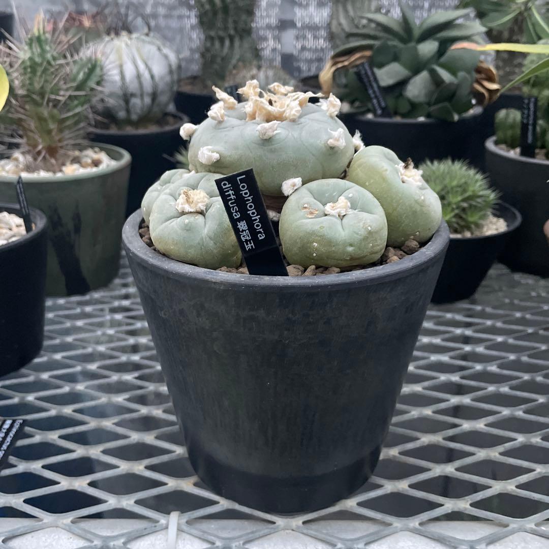 サボテン ロフォフォラ ディフューサ 翠冠玉 実生 5ブラックポットロング