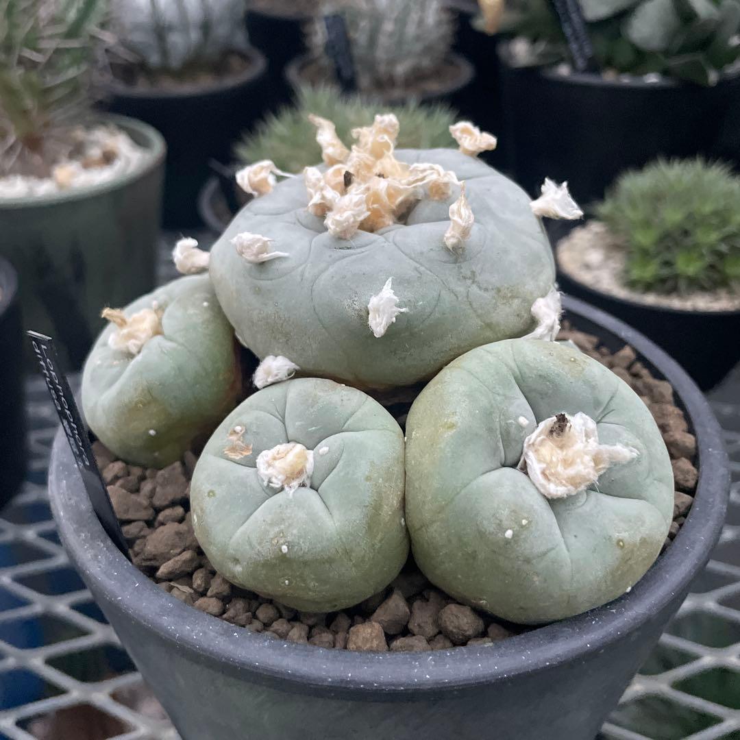 サボテン ロフォフォラ ディフューサ 翠冠玉 実生 5ブラックポットロング