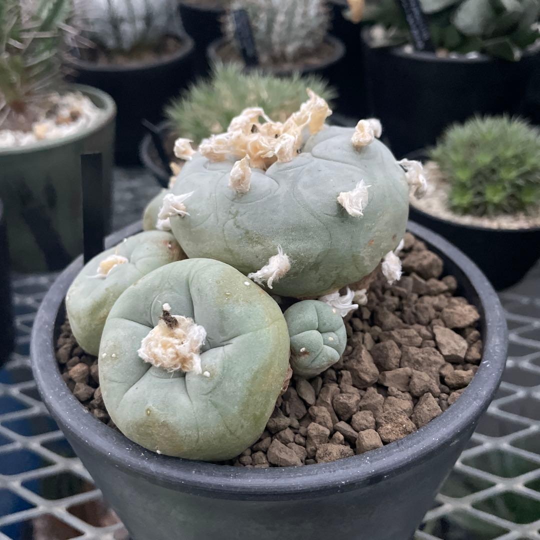 サボテン ロフォフォラ ディフューサ 翠冠玉 実生 5ブラックポットロング