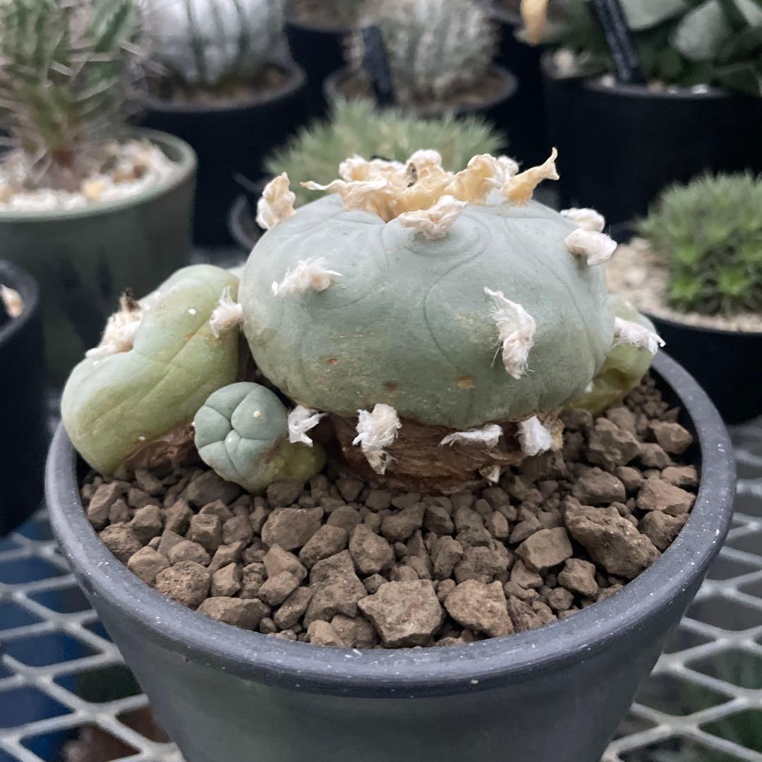 サボテン ロフォフォラ ディフューサ 翠冠玉 実生 5ブラックポットロング