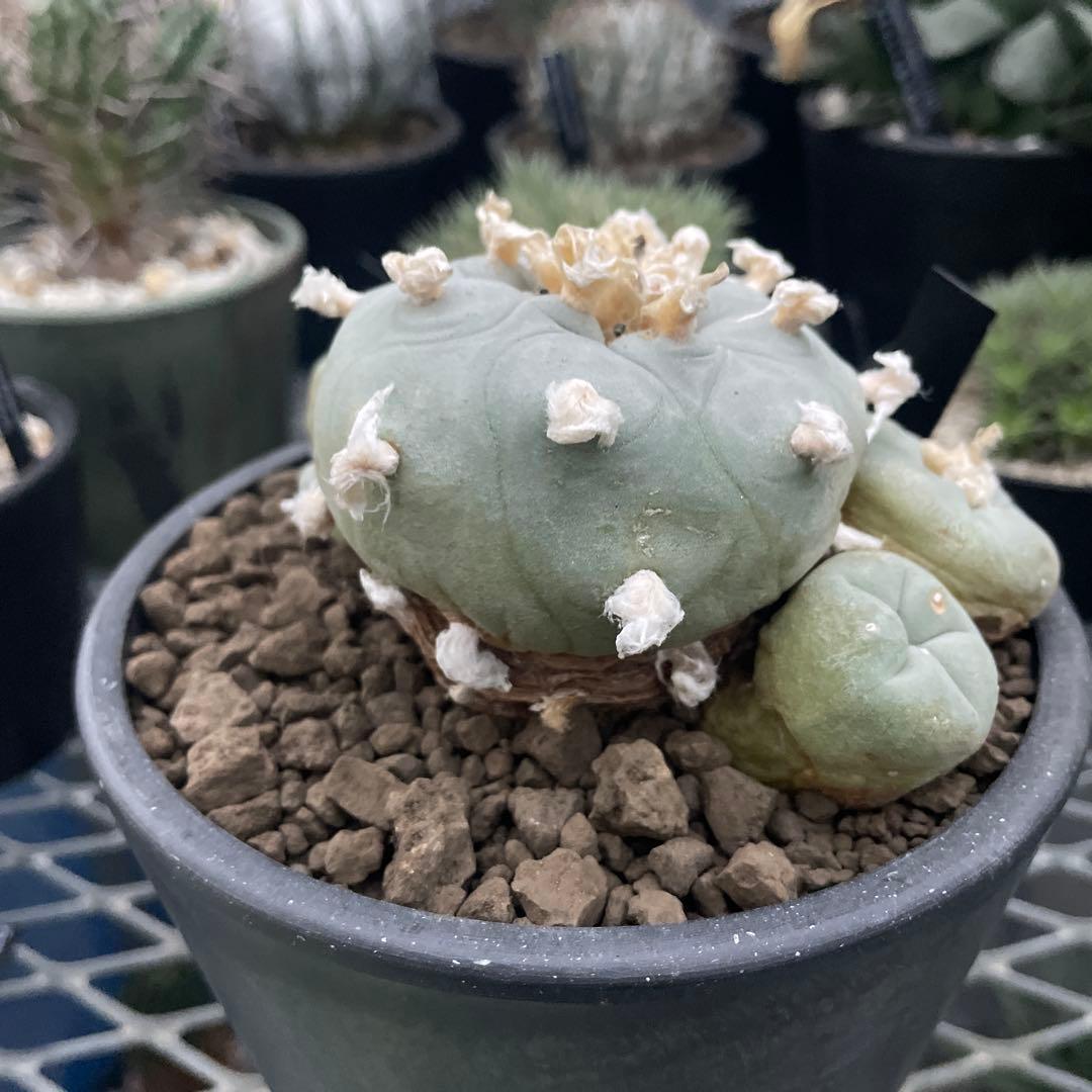 サボテン ロフォフォラ ディフューサ 翠冠玉 実生 5ブラックポットロング