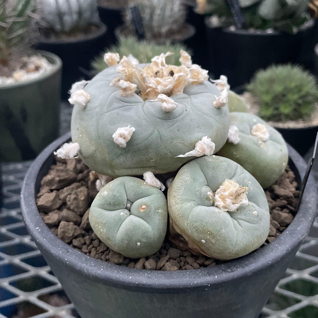 サボテン ロフォフォラ ディフューサ 翠冠玉 実生 5ブラックポットロング