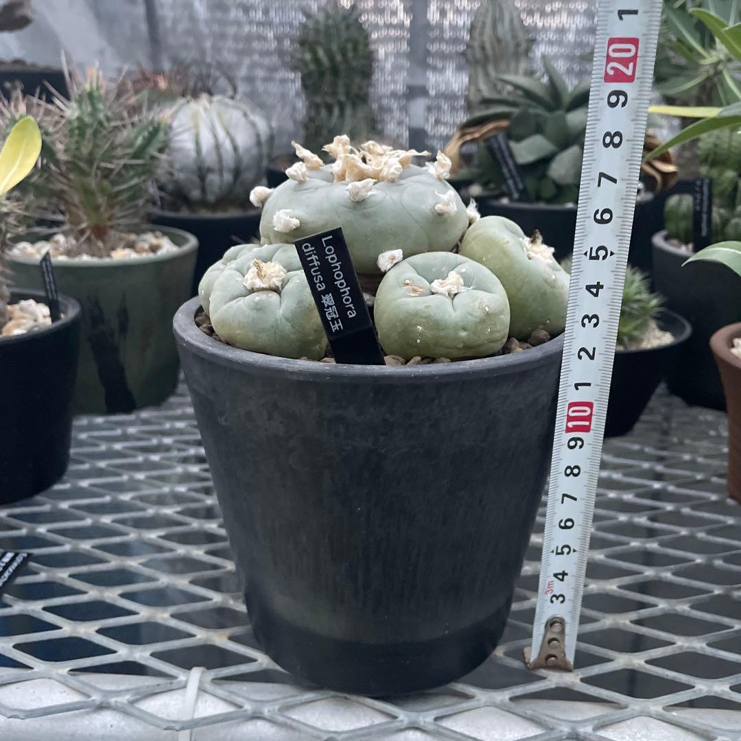 サボテン ロフォフォラ ディフューサ 翠冠玉 実生 5ブラックポットロング