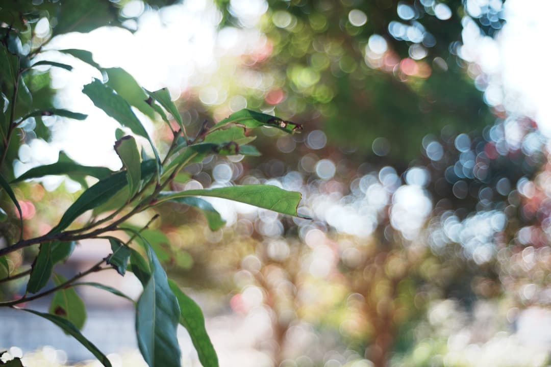 【極美品】ミノルタ MC W.ROKKOR-HG 35mm F2.8 687