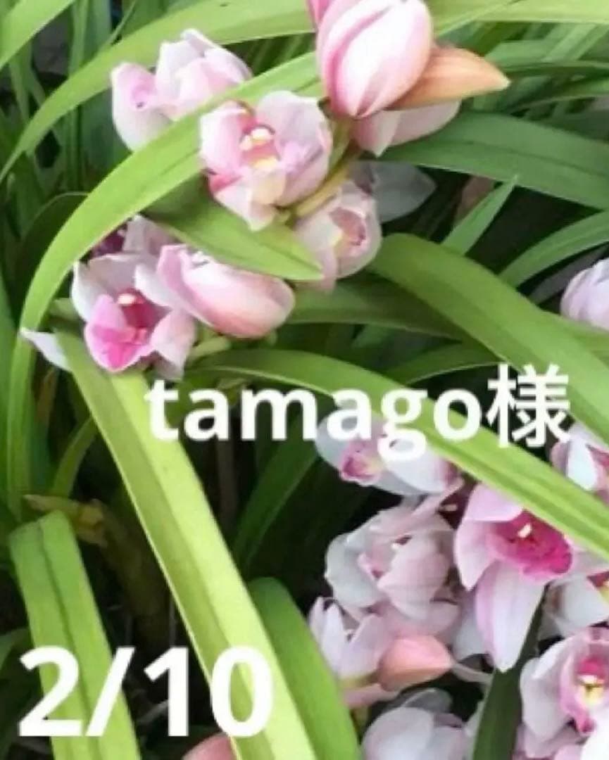 tamago様