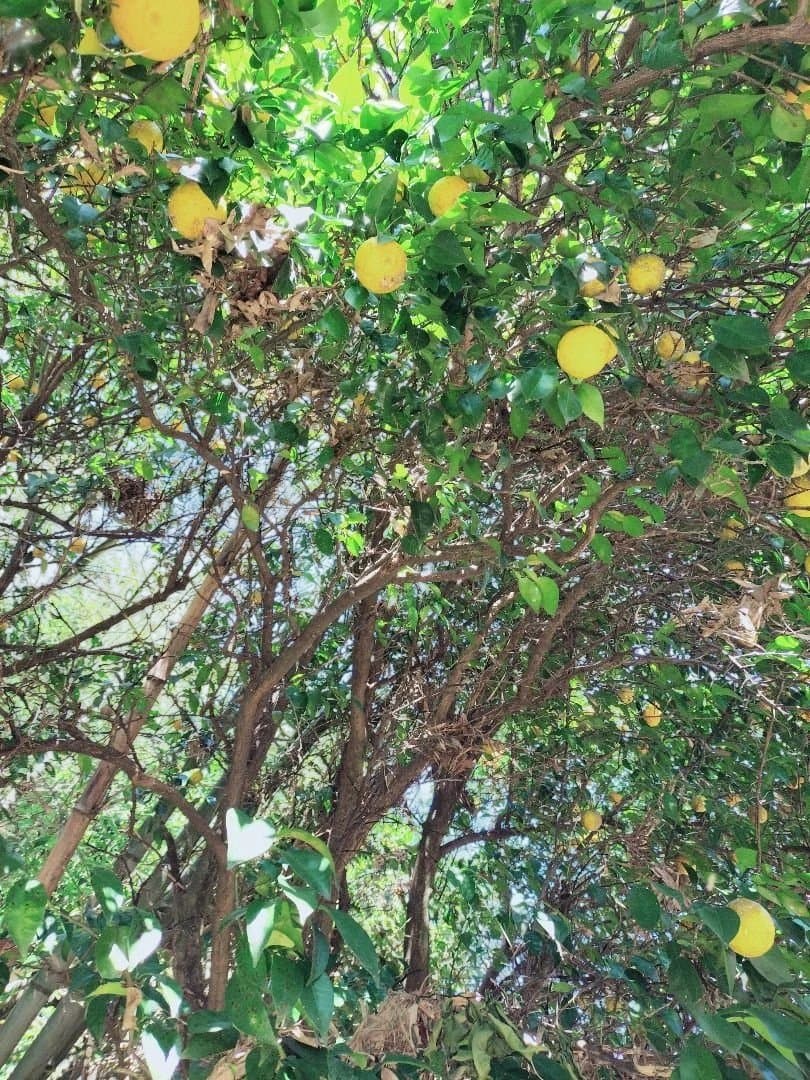 F様ご依頼品　実生本柚子8㌔