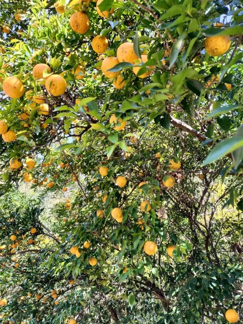 F様ご依頼品　実生本柚子8㌔