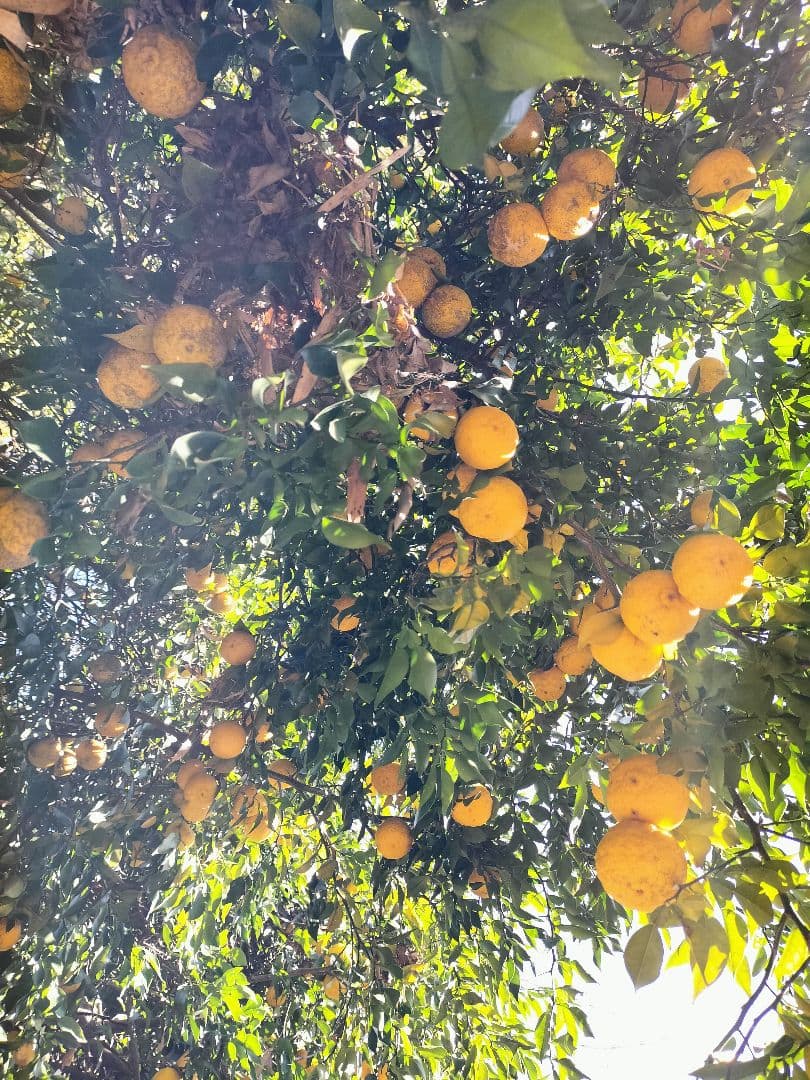 F様ご依頼品　実生本柚子8㌔