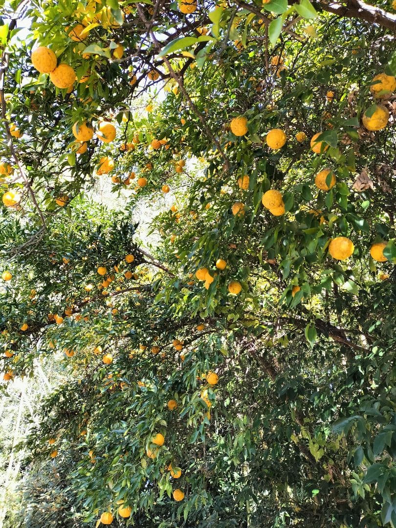 F様ご依頼品　実生本柚子8㌔