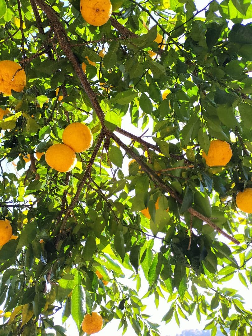 F様ご依頼品　実生本柚子8㌔