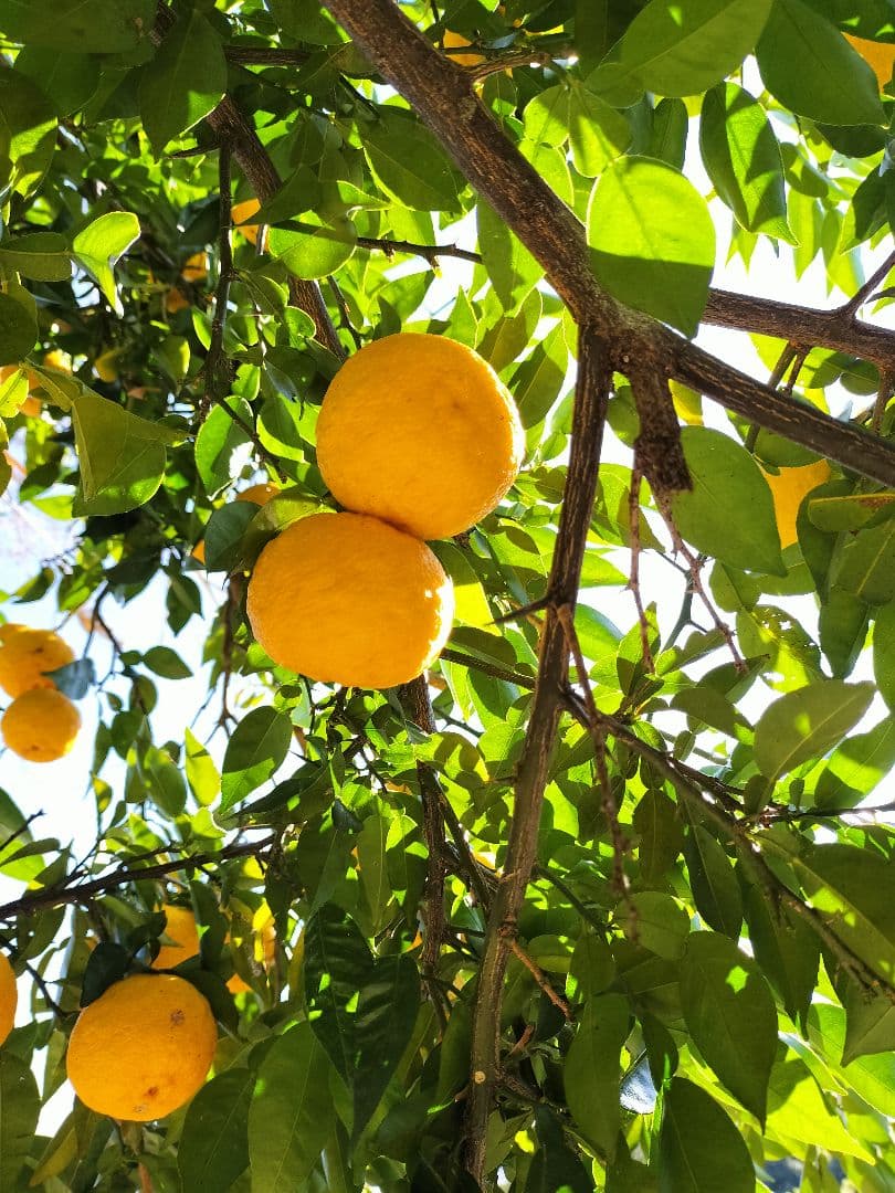 F様ご依頼品　実生本柚子8㌔